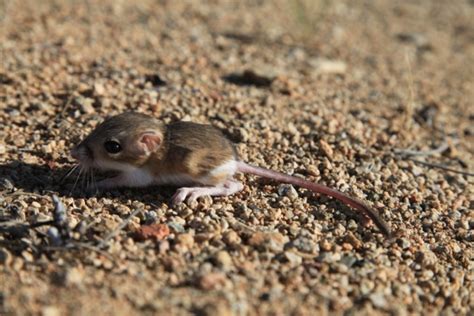 Baby Kangaroo Rat Exploring Overland Conserventures Flickr