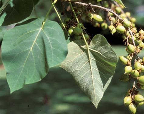 What tree has 5 point leaves? Princess-tree leaves