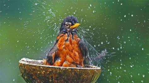 Bath Bird Bath Time Robin Animals Birds Hd Desktop Wallpaper