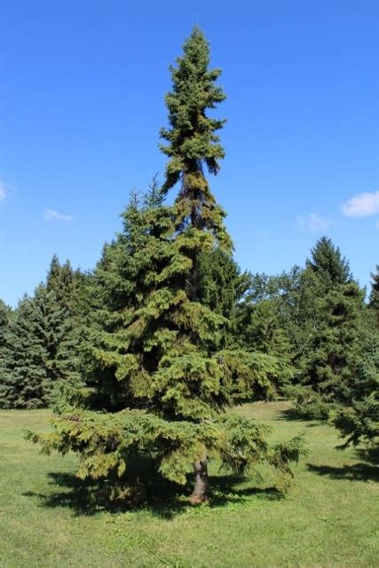 Picea Mariana Black Spruce Mount Royal Seeds