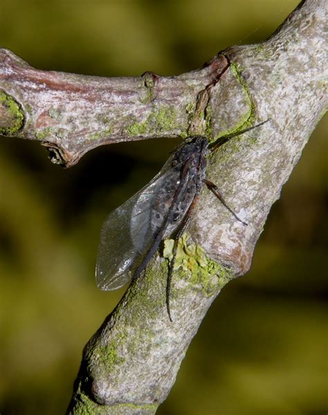Northwest Norfolk Naturalists Two New Willow Aphids For The Patch