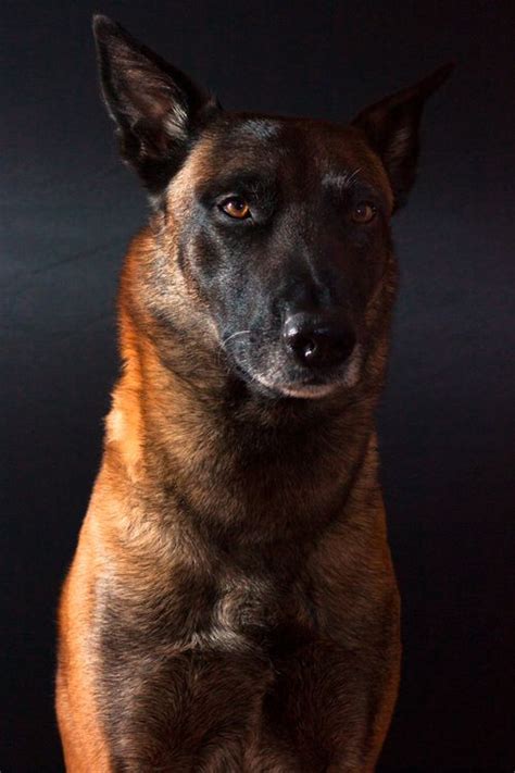 Fully grown they are a medium sized dog you may have thought you can find a brindle belgian malinois dog, however, this is actually a. Pin by Kristen Diet on Pets | Belgian malinois dog ...