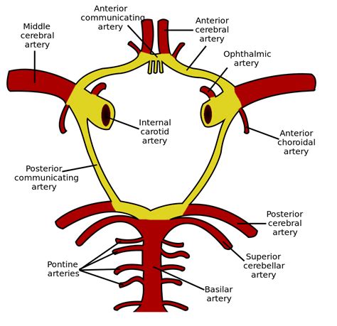 Schematic Of The Circle Of Willis Neurodiagnostics Eeg