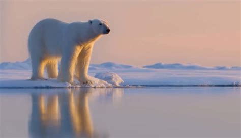 Polar Bear Plugged In