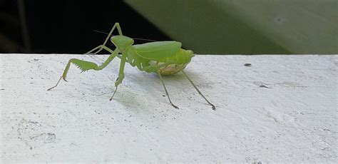 How To Tell If Praying Mantis Is Pregnant Pregnantse