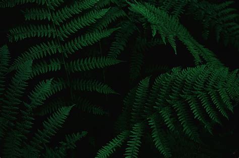 Fern 1080p 2k 4k 5k Hd Wallpapers Free Download Wallpaper Flare