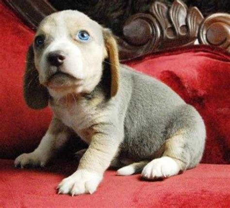 Beagle Puppies Available Rare Silver Mini Beagle For Sale Adoption From