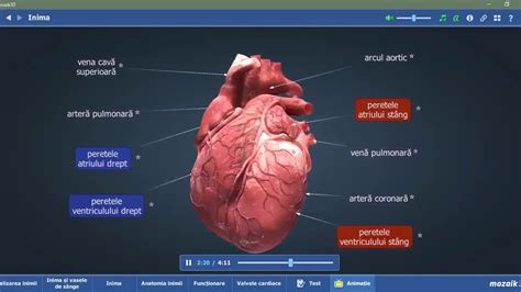 Anatomia Inimii Youtube
