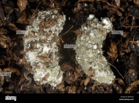 Entomopathogen Fungus Metarhizum Affecting Vine Weevil Otiorhynchus
