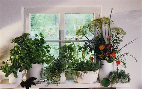 How To Properly Fertilize An Indoor Herb Garden