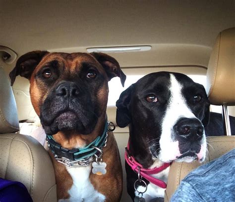 Foster pet outreach, edwards, illinois. Adopted 9.1.14! Reese, our boxer foster @FPOPets in # ...