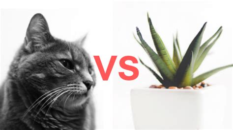 Perbedaan sel tumbuhan dan hewan secara singkat. 7 Perbedaan Sel Hewan dan Sel Tumbuhan Terlengkap! (Gambar ...