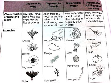What Is Seed Dispersal Called