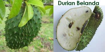 Durian belanda atau nama saintifiknya annona muricata amat sinonim untuk merawat kanser.khasiatnya dikhabarkan 200 kali ganda lebih efektif daripada membuat rawatan kemoterapi. HERBA PENAWAR PENYAKIT KURNIAAN ILAHI : DURIAN OH DURIAN ...