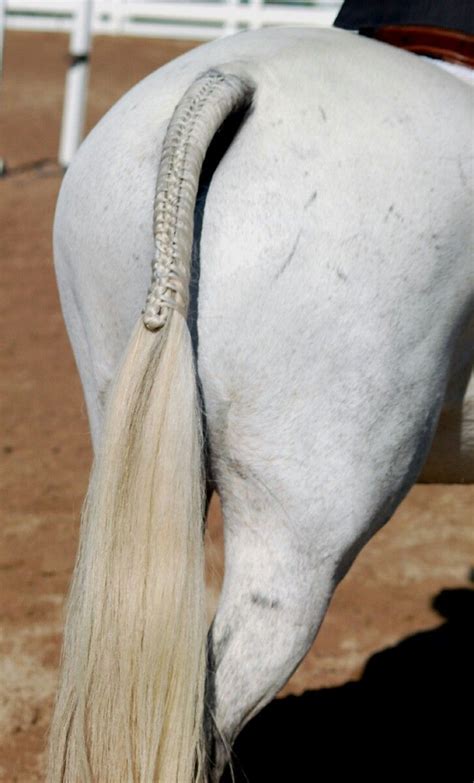 Pin By Karen Zorn On Horse Details Tails Tail Braids Horse Grooming