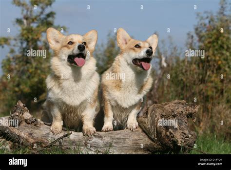 Dog Pembroke Welsh Corgi Two Adults Sitting On A Wood Stock Photo Alamy