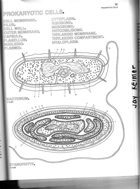 Animal cell vs bacterial cells. 13 Best Images of Animal Research Worksheet - Animal ...
