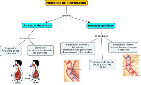 Procesos De Respiraci N Organizador Visual De Procesos Respiratorios