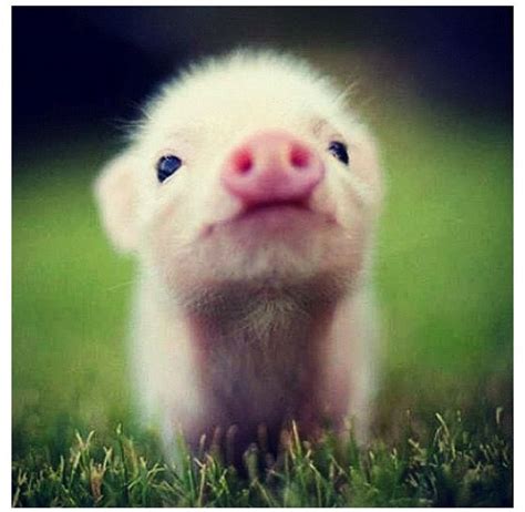 Most Adorable Thing Ever 🐷😉 Cute Animals Baby Pigs Cute Baby Animals