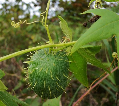 Non Edible Wild Cucumber Echinocystis Labota
