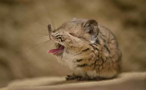 Tiny Elephant Shrew Rediscovered In Africa After 50 Years Face Of Malawi