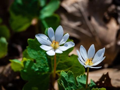 Bloodroot Flowers Growing Information And Facts About Bloodroot Plant