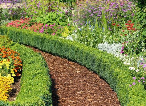 Types Of Hedge Plants Types Of Hedges And Info Garden Fencing Images