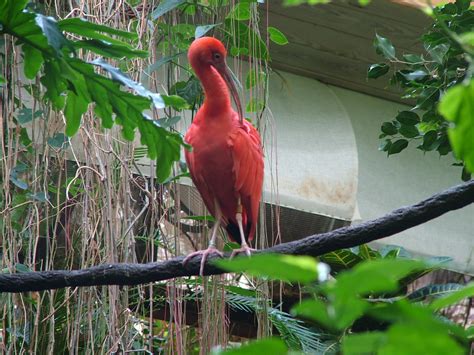 Scarlet Ibis At Central Park Zoo New York E2bn Gallery