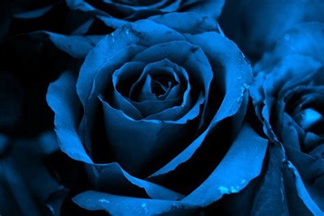 The Blue Rose Is A Symbol Of Hope They Are Bred By Hybridization From