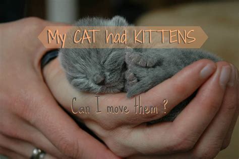 How to be a better cat owner? My Cat Had Kittens Can I Move Them ? - Fluffy Kitty