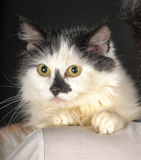 White Cat With A Black Spot On The Nose Stock Photo Image Of Mammal