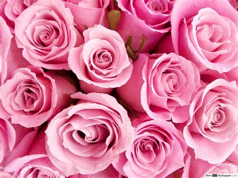 Die 67 Besten Rosa Rosen Hintergrundbilder