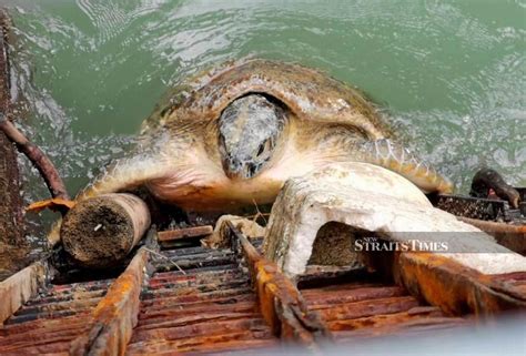 Port of port dickson (malaysia). Firemen Rescue Giant Sea Turtle Caught In Rubbish Trap At ...