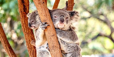 Brisbane River Cruise To Lone Pine Koala Sanctuary Top Oz Tours