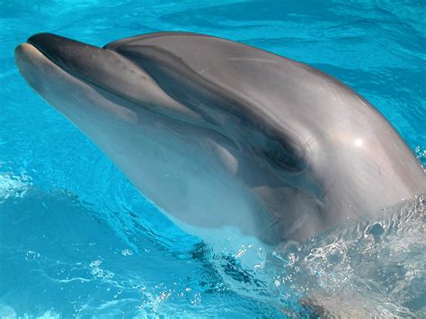 Fantastica Animal Bottlenose Dolphin Are Intelligent Animals