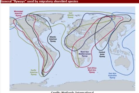 Avian Flu Diary Frontiers Two Studies On The Epidemiology Of Avian