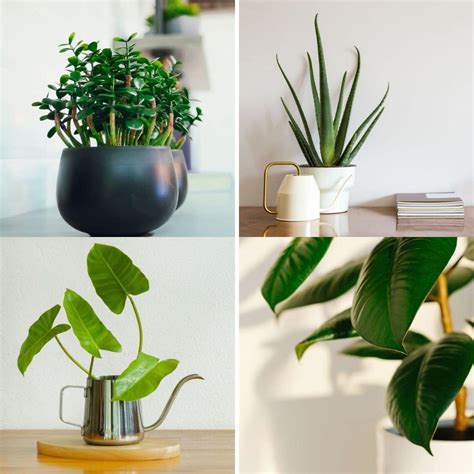 20 Plants For The Office To Increase Your Productivity Diy And Crafts