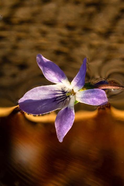 Wild Violet Flower Macro Shot Of Viola Odorata Flower Isolated On