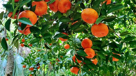 Fruit Trees That Grow In North Florida Fruit Trees