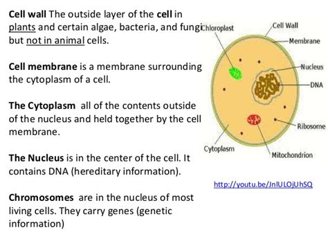 Plant cells also usually have a distinct shape. Cells and living organisms for ESL students