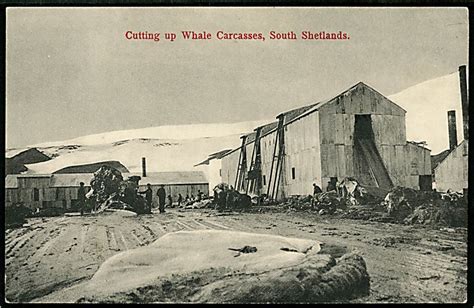 South Shetlands Whaling Station U No Falkland Islands Postcard