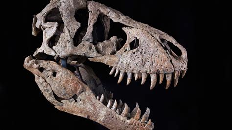 T Rex Skull Brings 61 Million At Sothebys Well Below Estimate