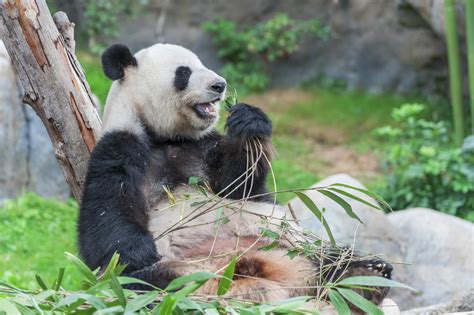 Pandas Wild Animals News And Facts