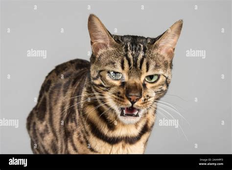 Cat Hissing Stock Photo Alamy
