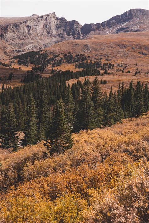 The Best Places To See Fall Color On Guanella Pass In Colorado Sights