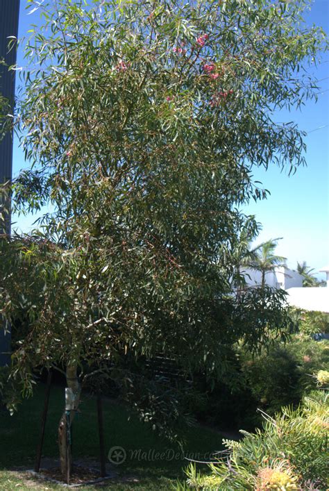 Although these plants can reach over 200 feet tall, they can be used seasonally in many gardens, and even as a houseplant. Happy National Eucalypt Day! Eucalyptus leucoxylon 'Euky ...