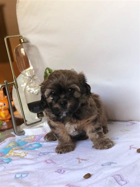 We are here to help 7 days a week from early hours of the day to late hours in the evening and will help you find your new puppy. Shih-Poo Puppies For Sale | Selden, NY #307617 | Petzlover