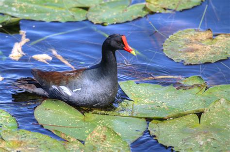 Florida Water Bird By Yaniv Matza 500px