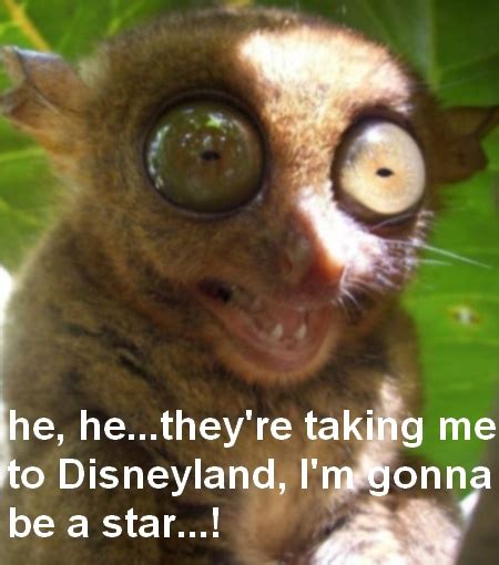 Funny Cute Tarsier Weird Online News Icon