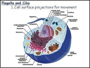 + parts of a cell. Cell Types and Cell Structure - Presentation Biology